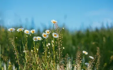 white flowers in a meadow with a blue sky